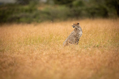 Cheetah sitting on field in zoo