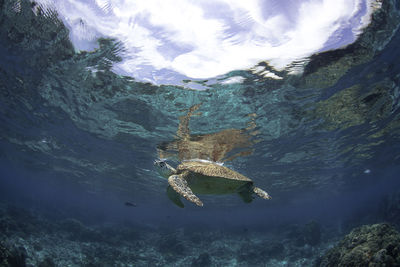 High angle view of fish swimming in sea