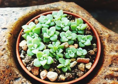 High angle view of potted plants in bowl