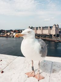 Seagull perching on a sea against sky