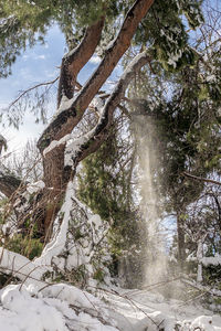 Trees on snow covered landscape