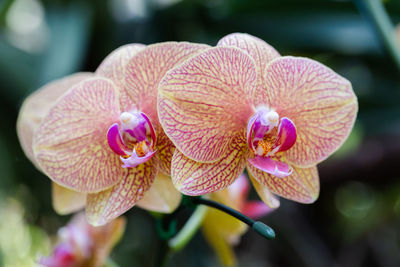 Close-up of pink orchids