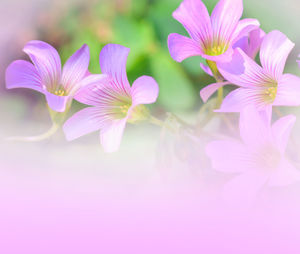 Close-up of pink flowering plants