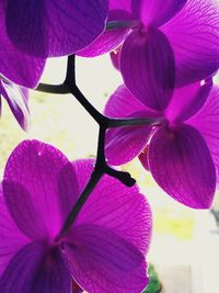 Close-up of pink flowers blooming outdoors