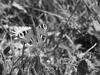 Close-up of butterfly perching on plant