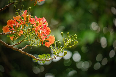 Close-up of red flowering plant