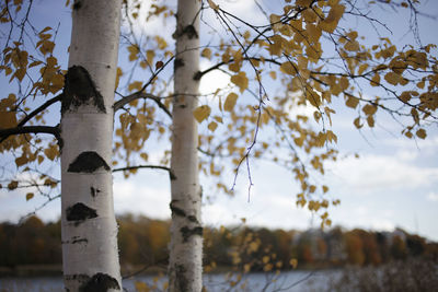 Low angle view of trees on field against sky