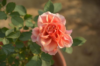 Close-up of pink rose