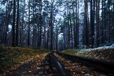 Railroad tracks amidst trees in forest during autumn