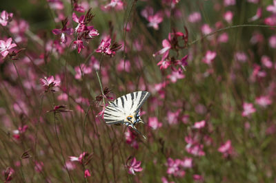 Butterfly on pink flowering plants