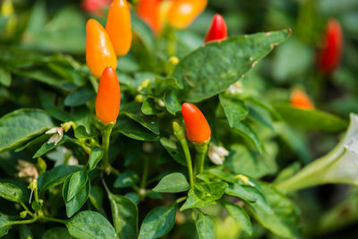 Close-up of orange chili peppers on plant