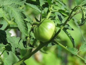 Close-up of fruit growing on tree