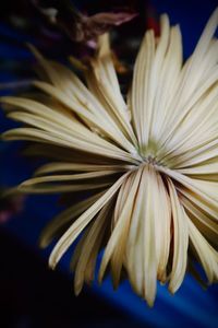 Close-up of white flower