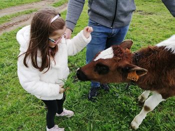 Rear view of girl feeding a calf on grassy field