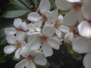 Close-up of white flowers