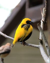 Close-up of bird perching on branch