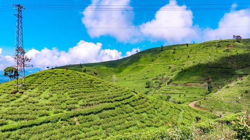 Scenic view of agricultural field against sky