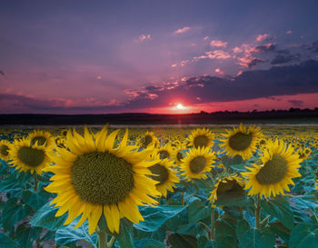 Scenic view of sunflower field against sky during sunset