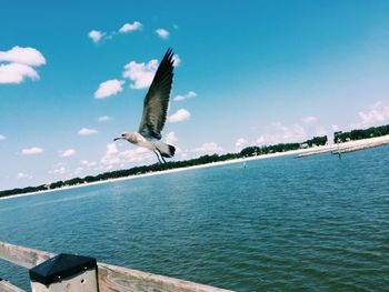 Seagulls flying over sea