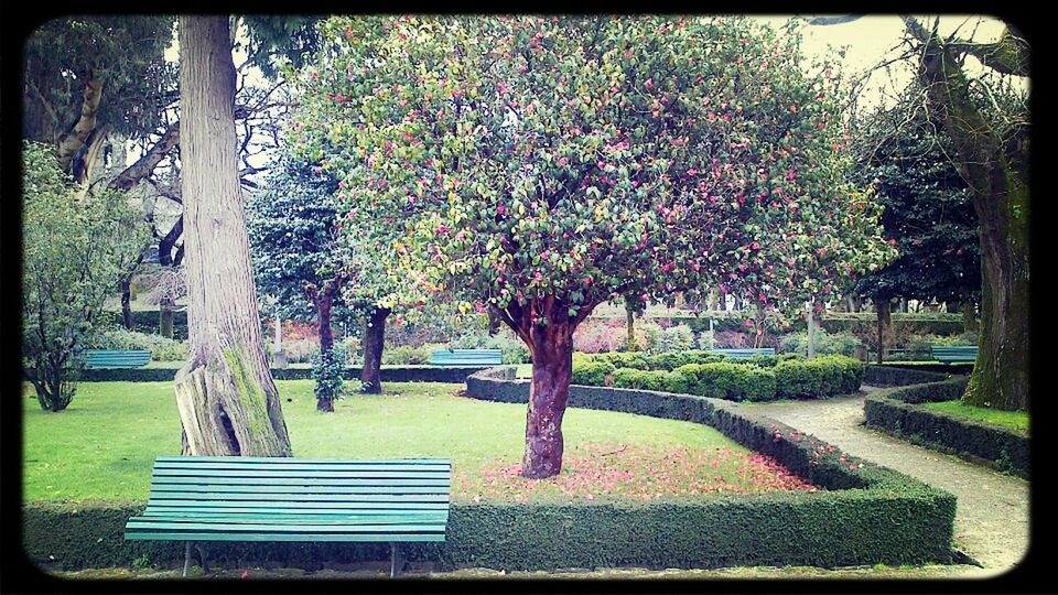 tree, park - man made space, growth, bench, transfer print, grass, park, park bench, lawn, nature, branch, sunlight, tranquility, empty, auto post production filter, flower, green color, tree trunk, garden, beauty in nature