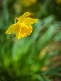 Close-up of yellow flowering plant