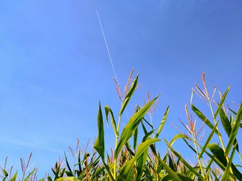 Low angle view of plants against blue sky