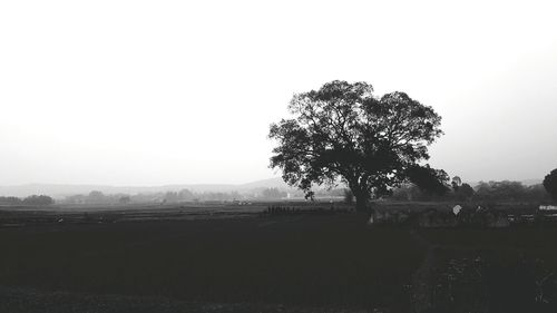 Trees on field against clear sky
