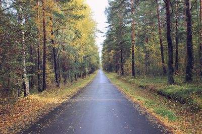 Empty road along trees