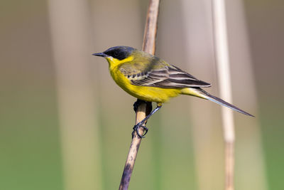 Close-up of bird perching