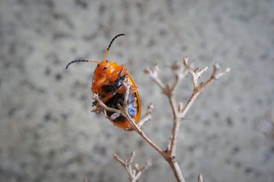 Close-up of insect on leaf