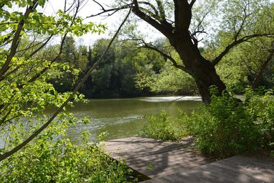 Scenic view of lake in forest