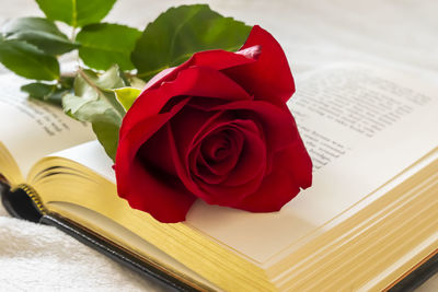 Close-up of red roses