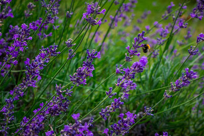 Close-up of purple flowers