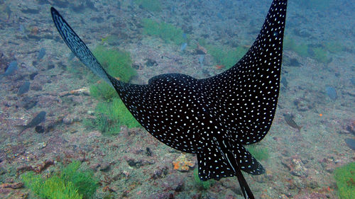 Close-up of fish swimming in sea