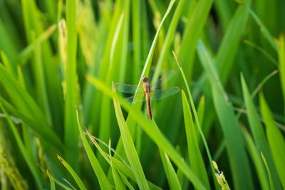 Close-up of dragonflies on green rice plants.