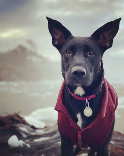 Close-up portrait of a dog