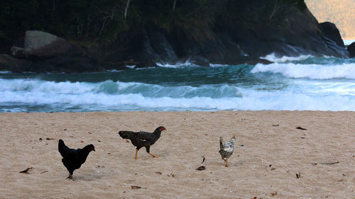 View of a dog on beach