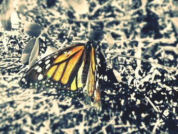 Close-up of butterfly