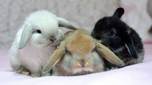 Close-up of a rabbit