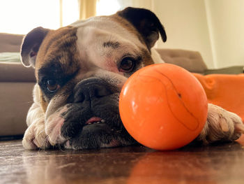 Close-up portrait of a dog at home