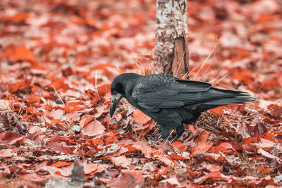 Black bird on a land