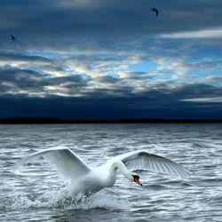 Swans swimming in sea