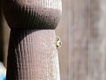 Close-up of bee on wooden post