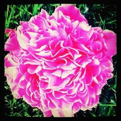 Close-up of pink flowers