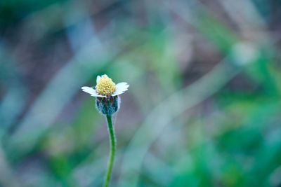 Close-up of flowering plant