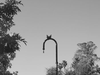 Low angle view of tree against clear sky