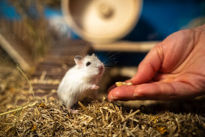 Close-up of hamster