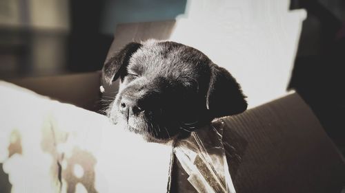 Close-up of a dog looking at home