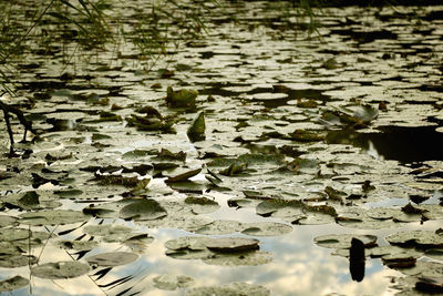 Leaves floating on pond