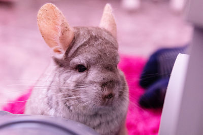 Chinchilla 